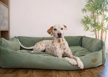 Free Omlet Dog Bed